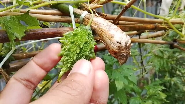 Close up of hand holding small green bitter gourd on vine