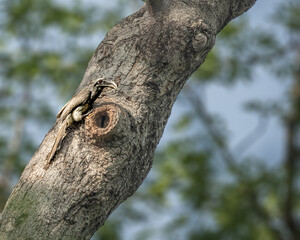 A Grey hornbill © YK