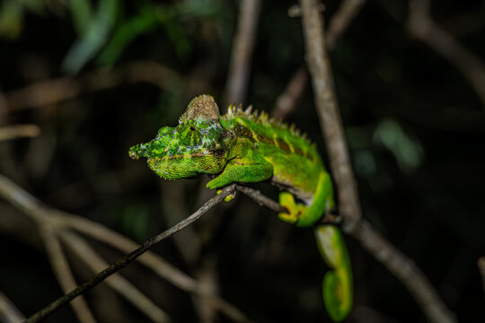 Green chameleon perches on a thin tree branch at night in Toliara