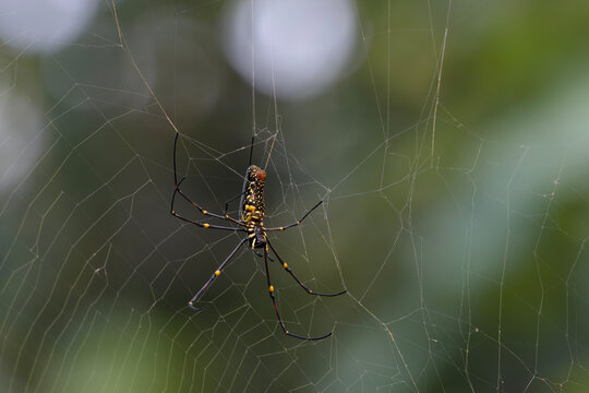 Giant Golden Orb-weaver spider or Trichonephila pilipes at Umred Karhandla