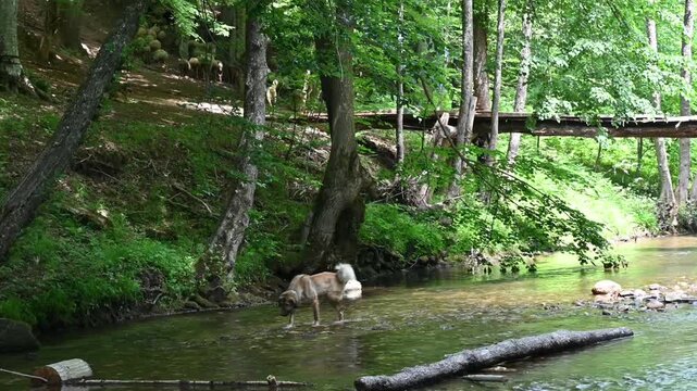 Kangal dog walking in shallow river stream forest background. Anatolian shepherd pet cooling off in flowing water dense green woodland environment commercial stock photography web design content.