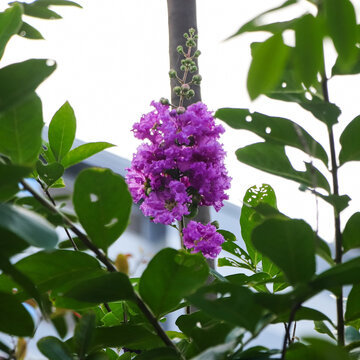 A stunning close-up of the Queen's Crape Myrtle (Lagerstroemia speciosa), featuring its vibrant purple, crinkled petals and green foliage in a lush tropical setting.