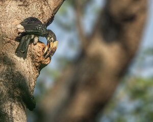 A Pied Hornbill © YK