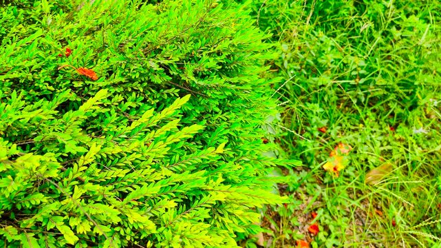 Beautiful lush green ornamental bush foliage pattern captured from a top angle in a public park during spring season daytime