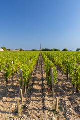 Obraz premium Lush vineyard rows leading to Saint Julien Beychevelle church in Nouvelle Aquitaine, France