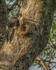 A Pied Hornbill © YK
