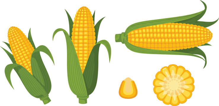 Vector illustration of two fresh husked corn cobs, a horizontal cob, cross-sectional slice, and single kernel, detailed realistic agricultural artwork on transparent background for healthy food.