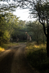 Two giraffes, Giraffa giraffa, walking along a dirt road through the knob thorns woodlands in the early morning in Mbuluzi Game Reserve, Eswatini © Marieke