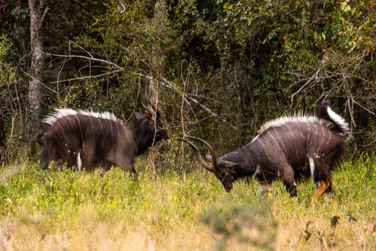 Two Nyala bulls circling each other in a slow dance as part of their dominance display in the woodlands of Mbuluzi Game Reserve, Eswatini.