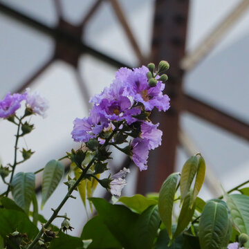 Beautiful cluster of Lagerstroemia speciosa flowers, also known as the Queen's flower, showcased against a natural backdrop, perfect for nature and gardening themes.
