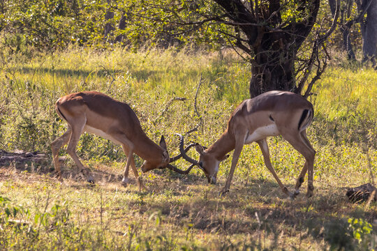 Two impala rams (Aepyceros melampus) fighting, during the rut, in the wooded savannas of Mbuluzi Game Reserve, Eswatini,