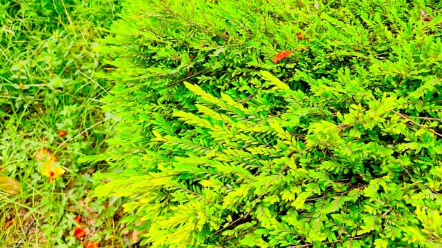 Close up shot of bright yellowish green coniferous shrub foliage glowing under sunlight in a well maintained local botanical garden