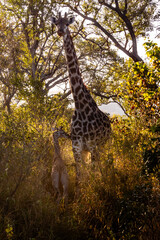 Southern Giraffe (Giraffa giraffa) with her newborn foal in the golden hour in the bushveld of Mbuluzi Game Reserve, Eswatini © Marieke