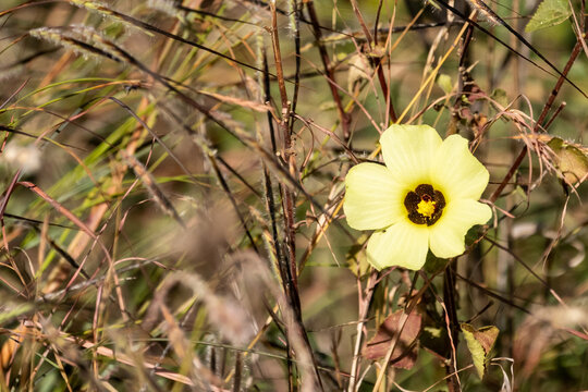 The beautiful light-yellow flower of a sun hibiscus, Hibiscus calyphyllus, with its dark centre, growing wild in the bushveld of Mbuluzi Game Reserve in Eswatini.