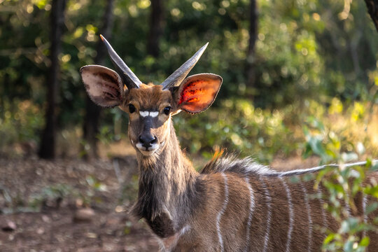 Mug shot of a young Nyala bull (Tragelaphus angasii), whose horns hasn&rsquo;t started to curl yet, looking at the camara in the Mbuluzi Game Reserve, Eswatini.