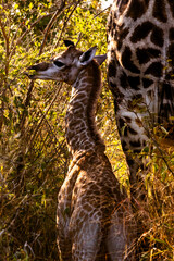 Profile view of a newborn giraffe foal (Giraffa giraffa) with its ossicones still soft and floppy, in the golden morning light in the bushveld of Mbuluzi Game Reserve, Eswatini. © Marieke