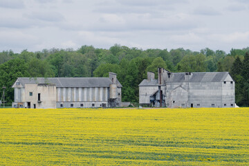 Obraz premium Industrial farm buildings beyond blooming rapeseed field in rural Latvian agricultural landscape