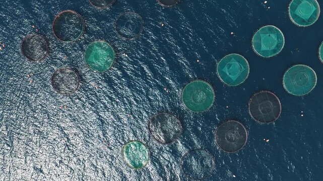 Aerial top down view flying over circular net cages of a large fish farm in the open sea, showing a sustainable aquaculture industry for seafood production and the blue water of the ocean