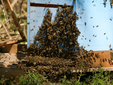 Pszczelarze doglądający pasieki, miodobranie. 
Beekeepers tending the apiary and harvesting honey.