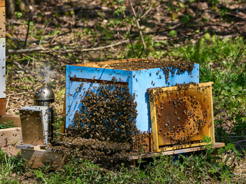 Pszczelarze doglądający pasieki, miodobranie. 
Beekeepers tending the apiary and harvesting honey.