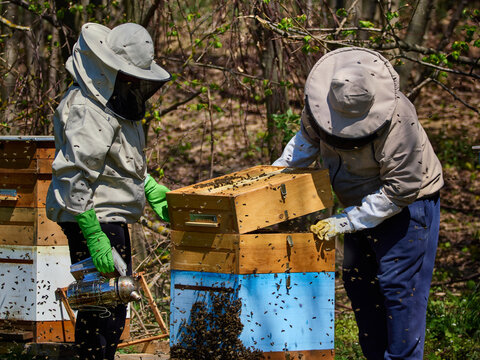 Pszczelarze doglądający pasieki, miodobranie. 
Beekeepers tending the apiary and harvesting honey.