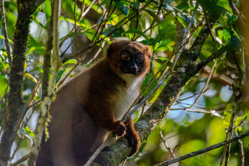 Red-bellied lemur perched on a mossy branch in a Madagascar rainforest © Emad Aljumah
