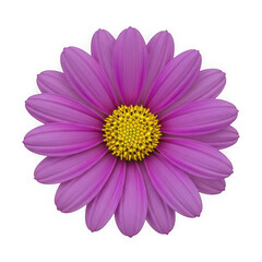 Obraz premium Beautiful purple daisy flower with a bright yellow center isolated on transparent background