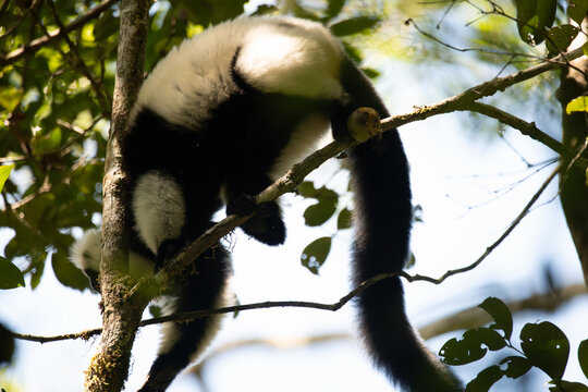 Black-and-white ruffed lemur climbing on a tree branch