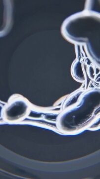 Microscopic clear bubble network forming organic rings and filaments, translucent membranes and glossy spheres connected by slender links, cool light refracting through fluid structures, scientific