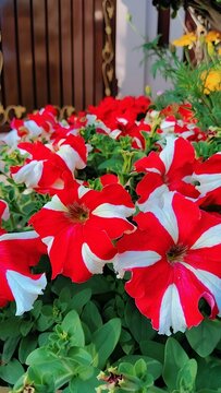 *Title: Vibrant Red and White Star Petunias Blooming in Sunlit Garden Abundance*

The image bursts with color, showcasing a cluster of striking red and white petunias in full bloom. Each flower displa