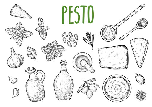 Hand drawn pesto sauce vector set in engraving sketch style. Detailed elements for sauce packaging, condiment labels, food branding, menus, stickers and culinary design. Vector drawing illustration.