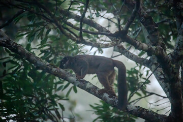 Common brown lemur walking on a tree branch in the rainforest of Andasibe © Emad Aljumah