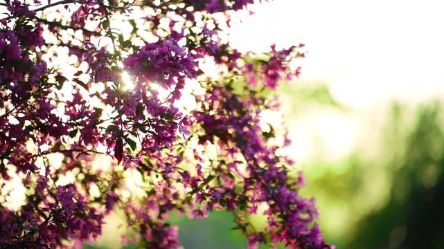Pink spring blossoms on tree branches backlit by warm sunlight, with soft bokeh background. scene with glowing light and shallow depth of field.