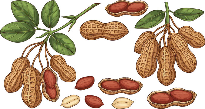 Vector illustration of peanuts on branches with shelled and loose peanuts, transparent background, healthy snack, organic nuts, natural food, nutritious and protein-rich