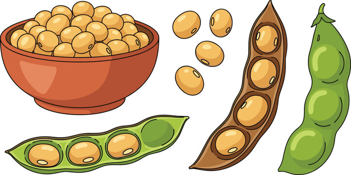 Vector illustration of soybeans in pods, loose beans, and a bowl with transparent background, healthy legumes, organic food, plant-based protein, nutritious and natural snack