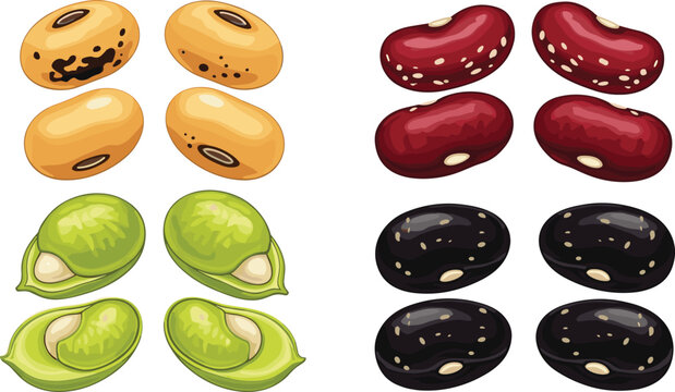 Vector illustration of assorted beans including yellow, red, green, and black varieties with transparent background, healthy legumes, organic food, plant-based protein, and nutritious snack
