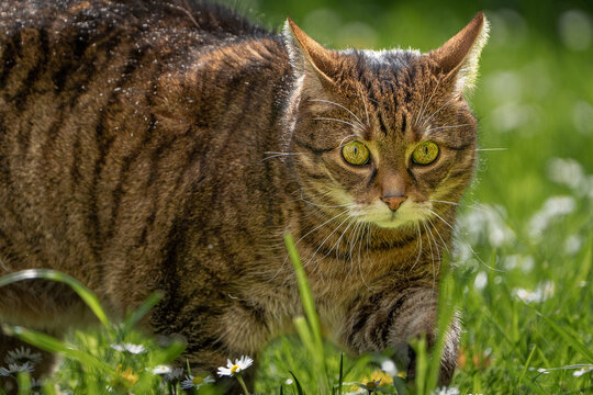 Getigerte Katze im Gras mit intensivem Blick