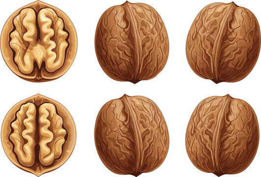 Walnut Illustration