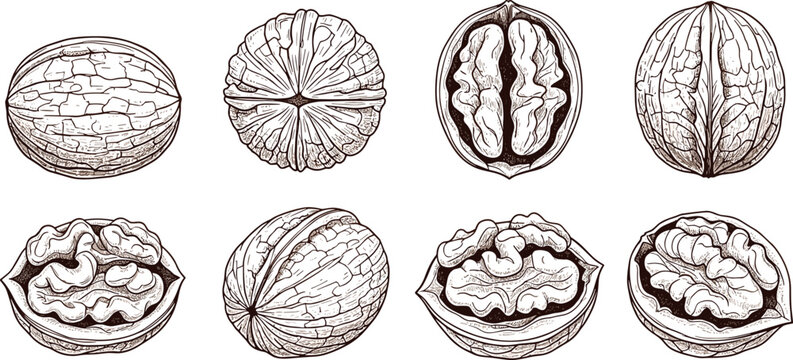 Walnut illustrations. Whole walnuts, halved walnuts, and walnut shells with detailed textures. Perfect for recipes, cooking, healthy snacks, and grocery design projects. High-quality walnut vector.