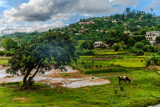 Rural landscape with rice paddies and hillside houses near Fianarantsoa