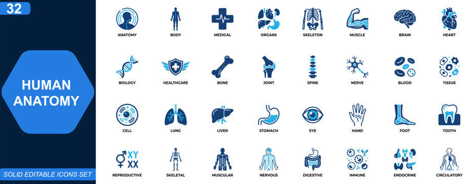 Human anatomy icon set. Body parts, organs, skeleton, muscle, brain, heart, medical system, healthcare, biology. Editable icons collection. Vector.