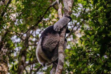 Indri lemur clings to a tree trunk in the rainforest of Andasibe © Emad Aljumah