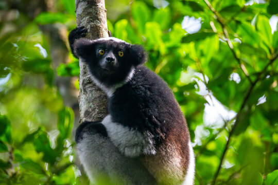 Indri lemur clinging to a tree trunk in the rainforest near Andasibe