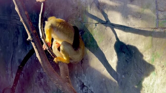 Cute squirrel monkey sitting on branch under bright sunlight in zoo enclosure
