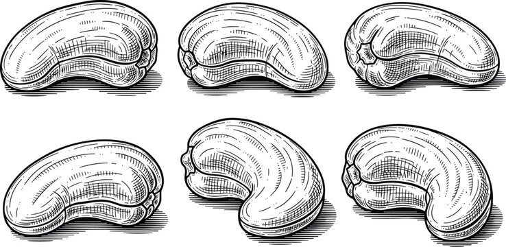 Cashew nut vector set. Hand drawn vintage engraving style black and white cashews. Organic healthy snack illustration collection for botanical packaging and grocery labels.