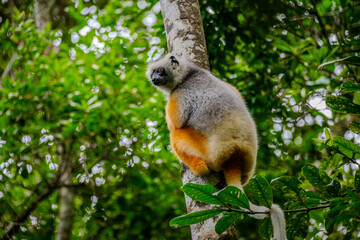Diademed sifaka lemur perched on a tree trunk in Andasibe © Emad Aljumah