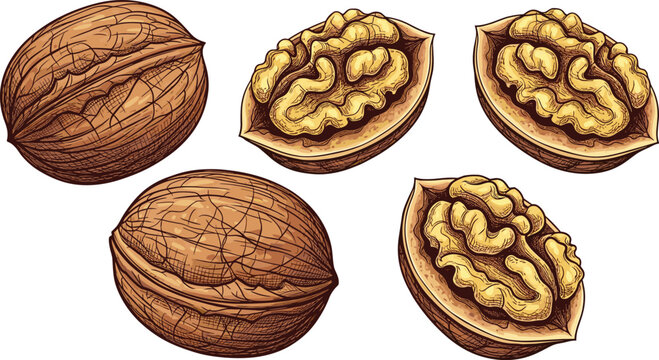 Walnut vector set. Hand drawn whole walnuts and open half shells with nutritious kernel brains. Organic nut element collection for healthy food snack packaging, botanical graphics.