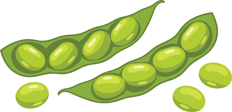 Edamame cartoon set. Fresh soy bean pods collection with raw green seeds and text lettering for japanese restaurant menu or organic food packaging.
