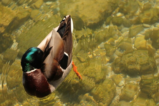 una papera nell'acqua