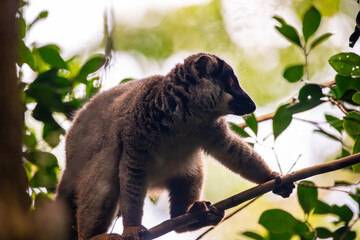 Common brown lemur on a tree branch in Andasibe-Mantadia National Park © Emad Aljumah